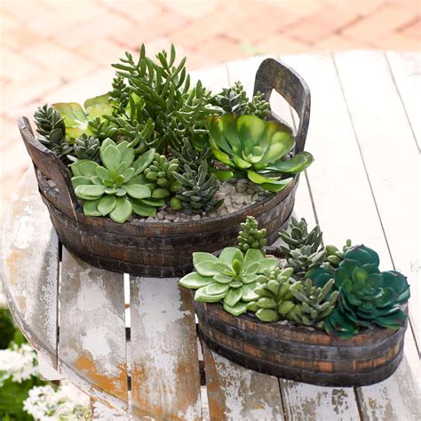 Succulent Plant Arrangement| Garden & Planters | Brylane Home