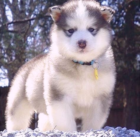 adorable Alaskan Malamute - JattDiSite.com