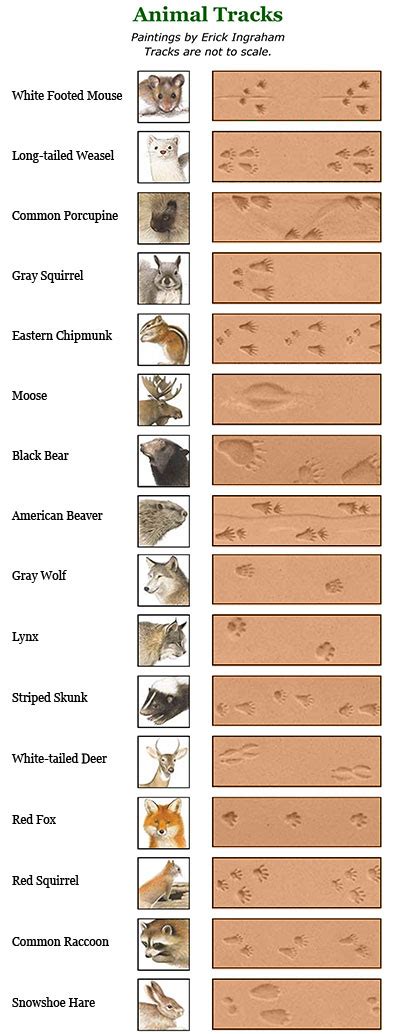 Animal Track Identification: Animal Footprint I.D. Chart | The Old Farmer's Almanac