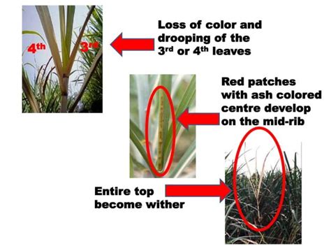 Sugarcane diseases | PPT