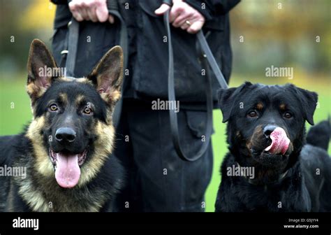 German shepherd police dog archie hi-res stock photography and images - Alamy