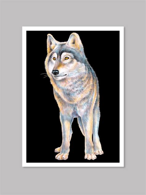 Timber Wolf Colored Pencil Drawing — Tim Jeffs Art