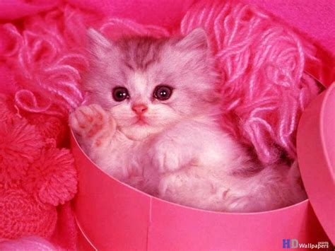 Cute Kittens Free Animal Wallpaper