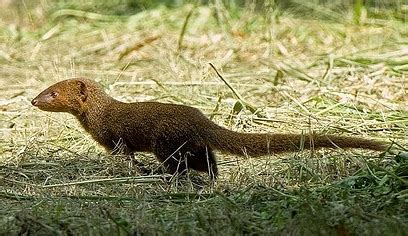 Mongoose - Kauai Invasive Species Committee (KISC)