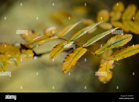 Ash tree leaves hi-res stock photography and images - Alamy