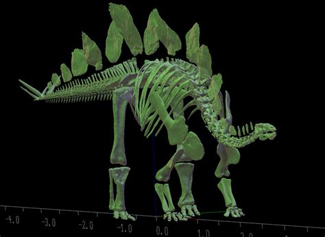 Rare Stegosaurus skeleton delivers secrets through 3D scanning - CNET