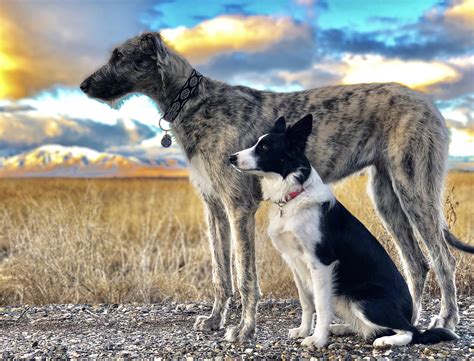 Which Is Bigger Great Dane Or Irish Wolfhound