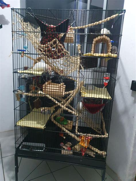 Cage setup recommendations? : r/RATS