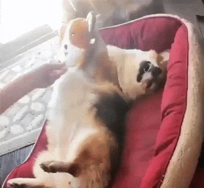 Funny Dog GIFs | Fun