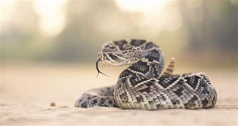 Rattlesnake Bites on the Rise – Watch Where You Step, Says UArizona ...