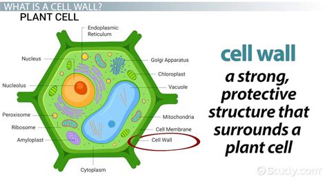 Cell Wall Lesson for Kids: Definition & Function Video - Worksheets Library