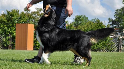 First Five Skills You Should Teach a Service Dog in Training – Anything Pawsable