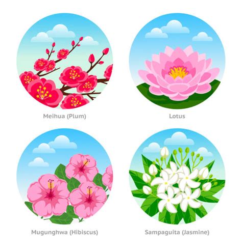 Mugunghwa Flower Illustrations, Royalty-Free Vector Graphics & Clip Art - iStock