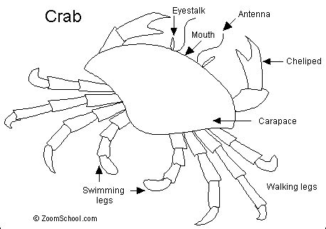 Crab- Enchanted Learning Software