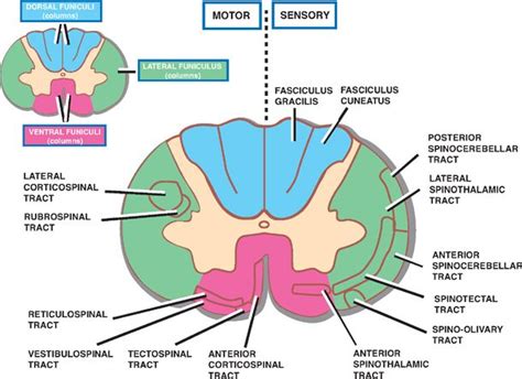 69 Best Of What Is The Fasciculus Gracilis - insectza