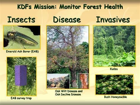 PPT - Kentucky Division of Forestry PowerPoint Presentation, free download - ID:3290059