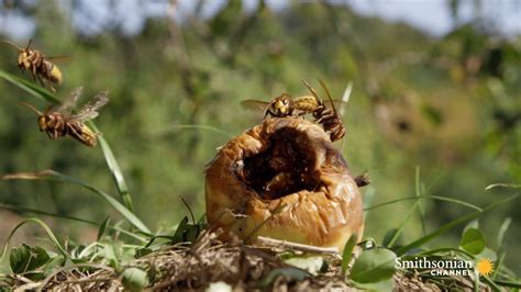 Fascinating: Hornets Build an Elaborate Nest Inside a Tree Smithsonian ...