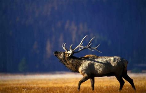 Free picture: bull, elk, bugling, gibbon, meadow, Yellowstone, national ...