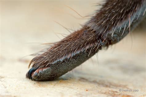 Turns Out, Spiders Have Tiny Paws, And It May Change The Way You Look ...