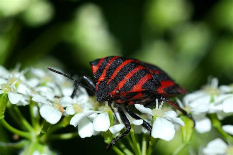 Insecte Punaise Closeup Strojnica - Photo gratuite sur Pixabay - Pixabay