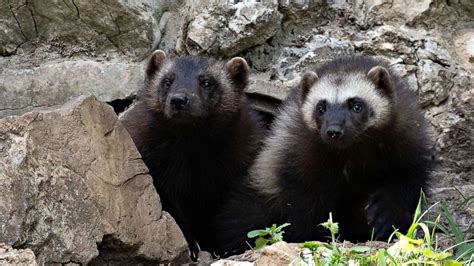 Government refusal to protect wolverines sparks lawsuit from conservation groups - Good Morning ...