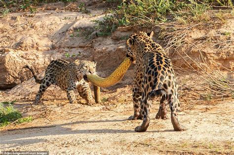 A Jaguar and her Cub fight over a 16ft Anaconda they killed in ...