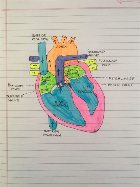 Tricuspid Valve, Vena, Human Heart, Pulmonary, Arteries, Bart Simpson ...