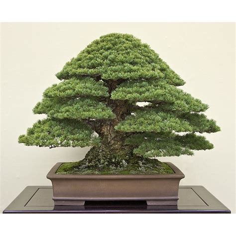 Japanese Black Pine Bonsai Seeds