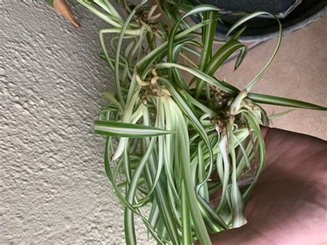 Spider Plant Air Purifier For Sale in Glenageary, Dublin from Neelix