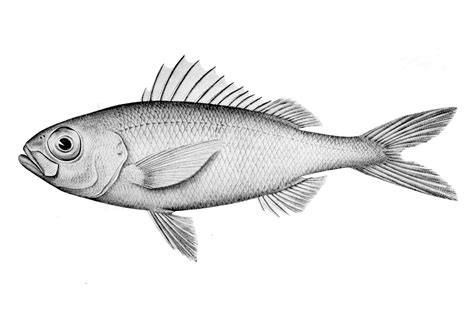 Plagiogeneion macrolepis