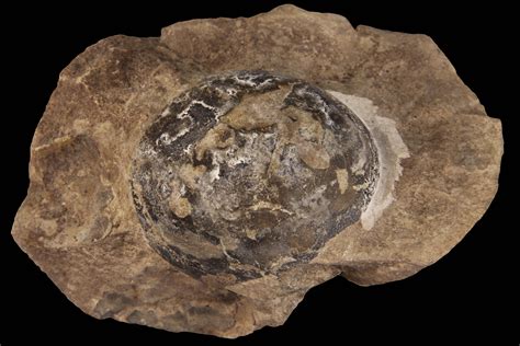 First soft-shelled dinosaur eggs shed light on prehistoric parenting