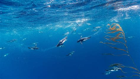 Bing HD Wallpaper Jan 20, 2024: Macaroni penguins - Bing Wallpaper Gallery