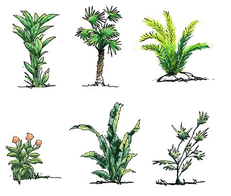 Draw A Shrub - Drawing.rjuuc.edu.np