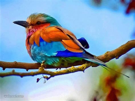 Colorful Bird Photography