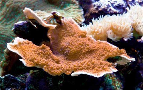 Montipora capricornis - Practical Fishkeeping