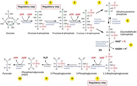 Regulation of Cellular Respiration | OpenStax: Biology