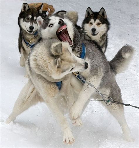 Settle down sled dogs | Dog sledding, Husky puppy training, Greenland dog