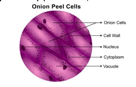 Onion Cell Diagram