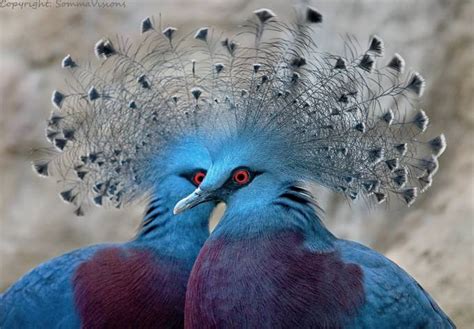 A Breathtaking Collection of Exotic Wildlife: Photo Contest Finalists ...