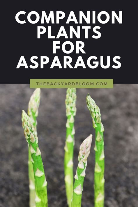 Companion Plants for Asparagus and What Not To Grow With Asparagus