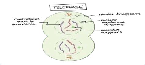 Animal Cell Telophase Diagram / Structure of animal and plant cell ...