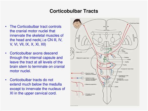 MOTOR PATHWAYS: CORTICOSPINAL & CORTICOBULBAR - ppt download