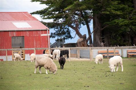 Sheep Housing: Sheep Barns, Sheds & Lamb Barns - RaisingSheep.net