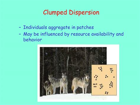 PPT - Population Ecology PowerPoint Presentation, free download - ID:2742433