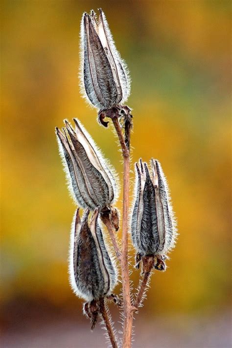 Seed pods. Mark Willocks | Seed pods, Seeds, Planting flowers