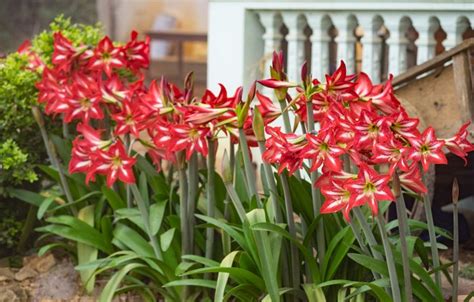 How to Grow & Care for Amaryllis Plants | Garden Design