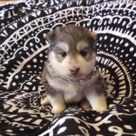 Miniature Siberian Husky Puppy SOLD-Gray & White Male - Miniature Siberian Huskies