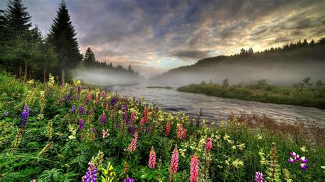 Download Tree Spring River Flower Nature Sunset HD Wallpaper