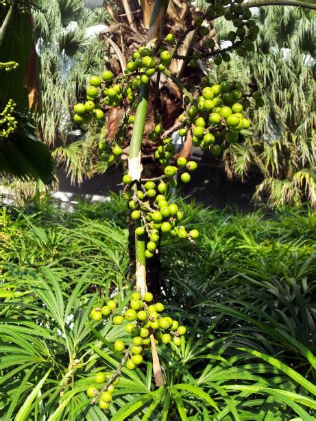 Palm Tree Seeds Free Stock Photo - Public Domain Pictures