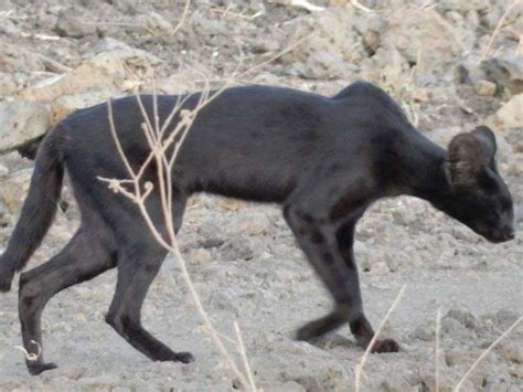 Melanistic serval seen again - Africa Geographic Blog | Melanistic animals, Melanistic, Serval cats